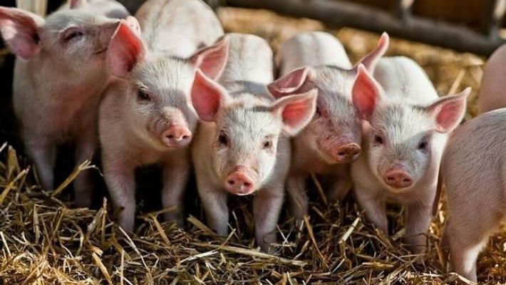 На Кубани завершили строительство свинофермы на 2,4 тыс. голов