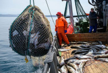 Российские рыбаки выловили почти 4,9 млн тонн рыбы